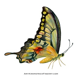 104 • PERCHED SWALLOWTAIL