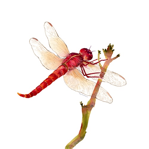 0449  •  RED DRAGONFLY