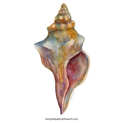 5  •  0456  •  HORSE CONCH